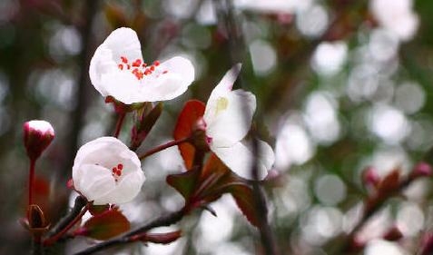 <strong>蝶形花科有哪些常見(jiàn)花卉？</strong>