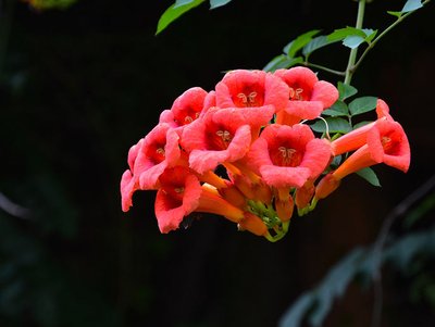 凌霄花的花語、寓意與象征