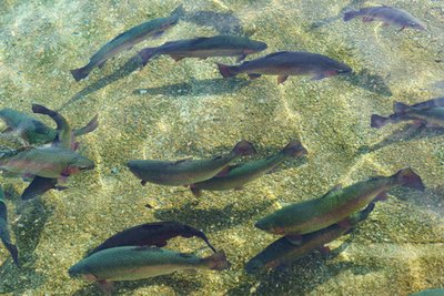 夏天高溫天魚類浮頭原因是什么