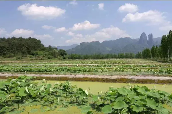 藕池套養(yǎng)黃顙魚技術(shù)方法及重點注意事項