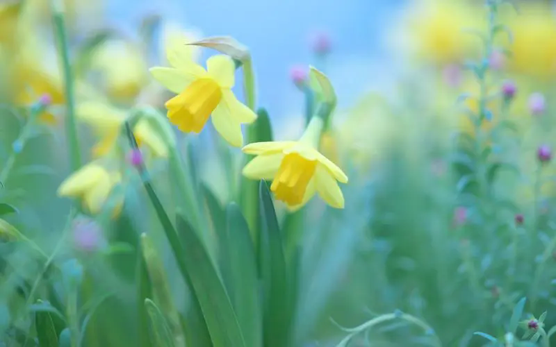 水仙花的花語寓意和唯美詩句欣賞