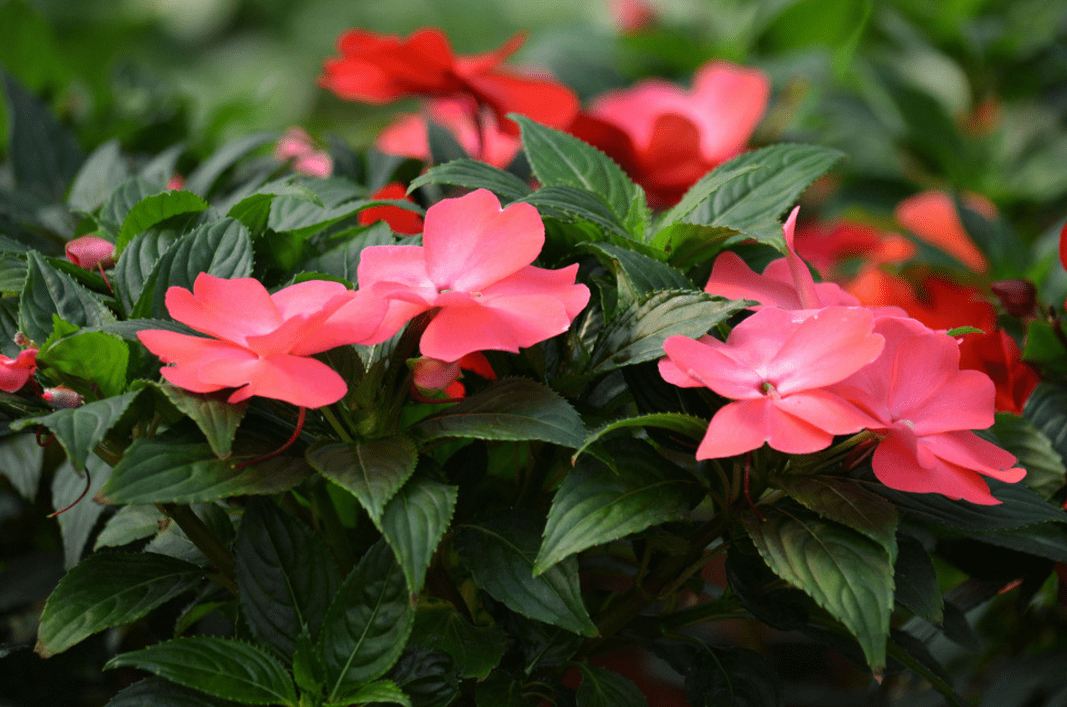 <b>鳳仙花夏季養護方法和管理技巧</b>