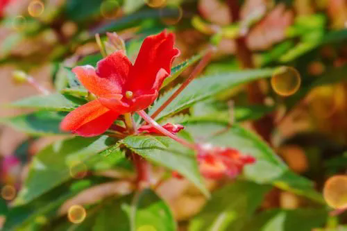 鳳仙花夏季養護方法和管理技巧