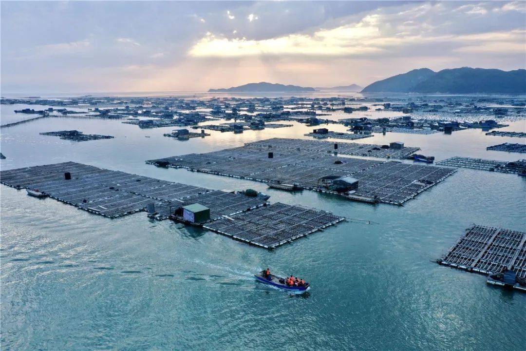 海水魚網箱養殖容量評估與飼養技術方法