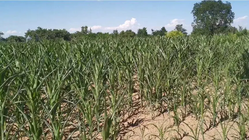 <b>夏季高溫天氣對玉米種植有什么危害怎么預防減少損失</b>