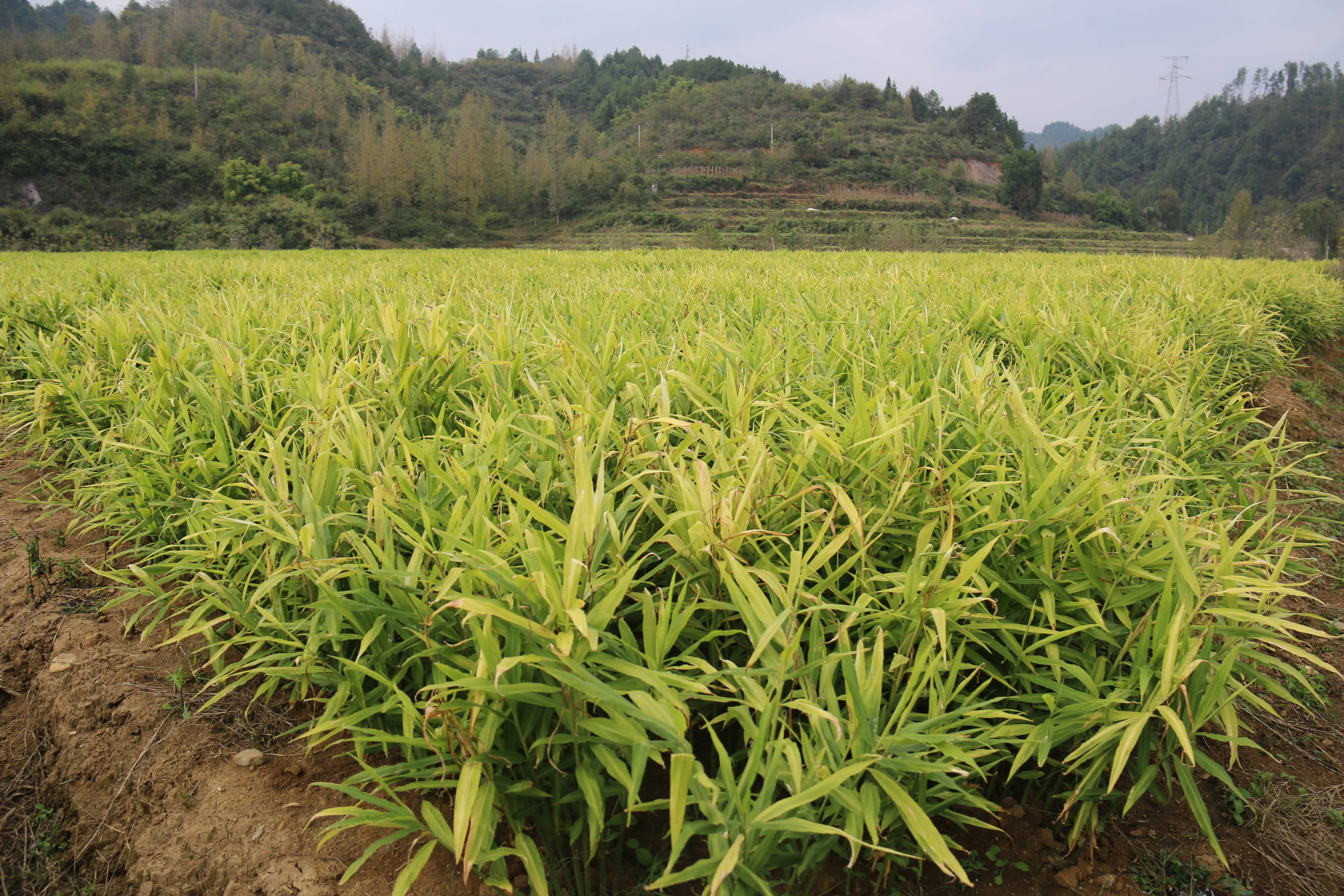 生姜種植技術方法和日常管理注意事項