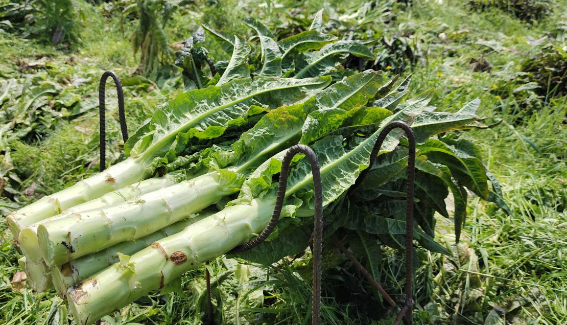 <strong>萵筍種植生態(tài)條件及種植管理技術(shù)方法</strong>