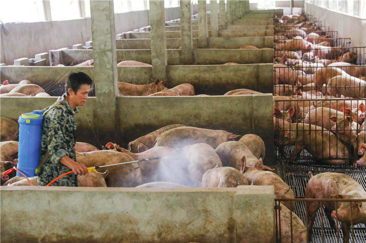 養豬場夏季消毒方法及技術規范標準