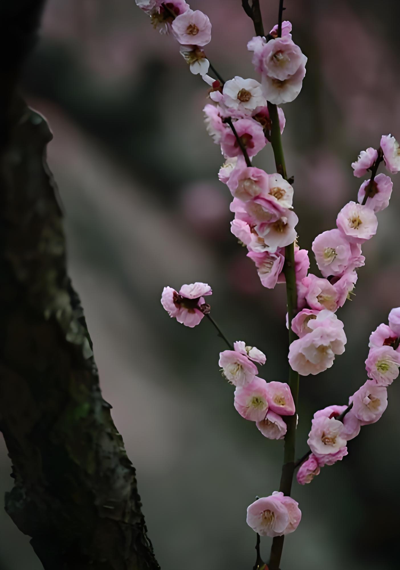 梅花適合在什么環境下養