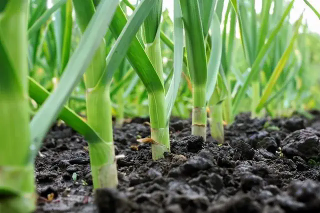 大蒜種植間距標(biāo)準(zhǔn)及種植深度多少產(chǎn)量最好