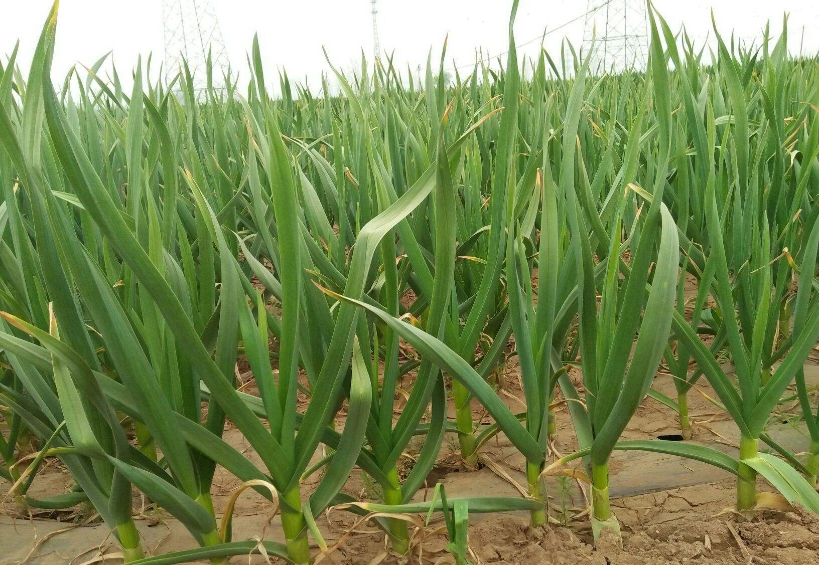 大蒜種植間距標(biāo)準(zhǔn)及種植深度多少產(chǎn)量最好