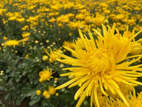 金絲皇菊花茶的功效和家庭栽培技巧方法