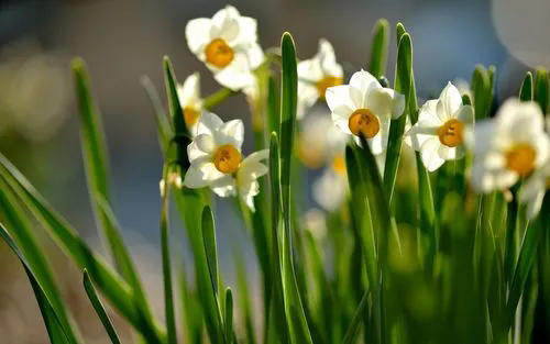 水仙花的花語寓意和唯美詩句欣賞