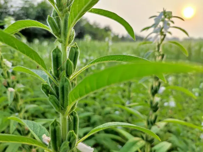 <strong>芝麻種植需要什么條件及芝麻種植技術(shù)方法介紹</strong>