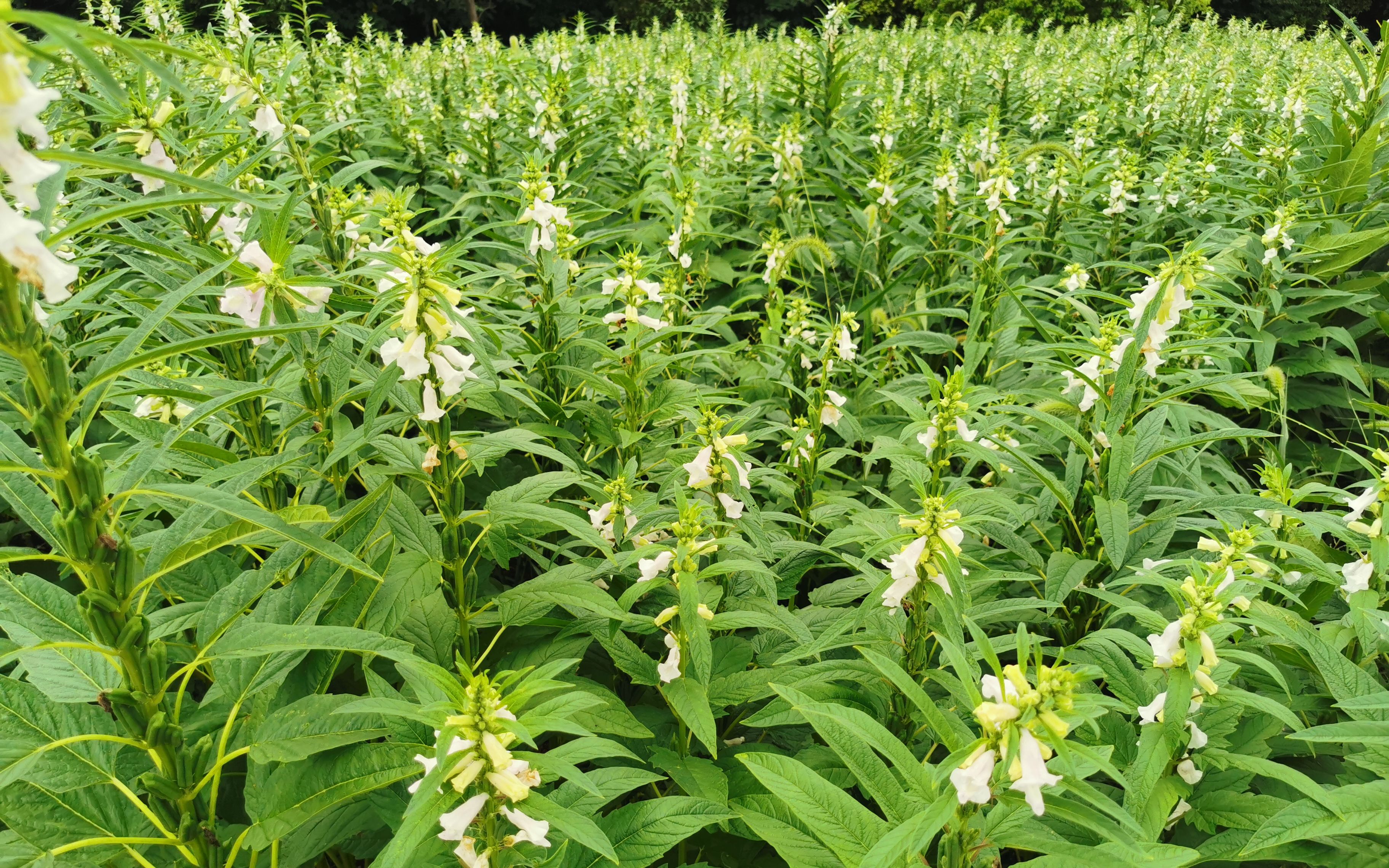 芝麻種植需要什么條件及芝麻種植技術(shù)方法介紹