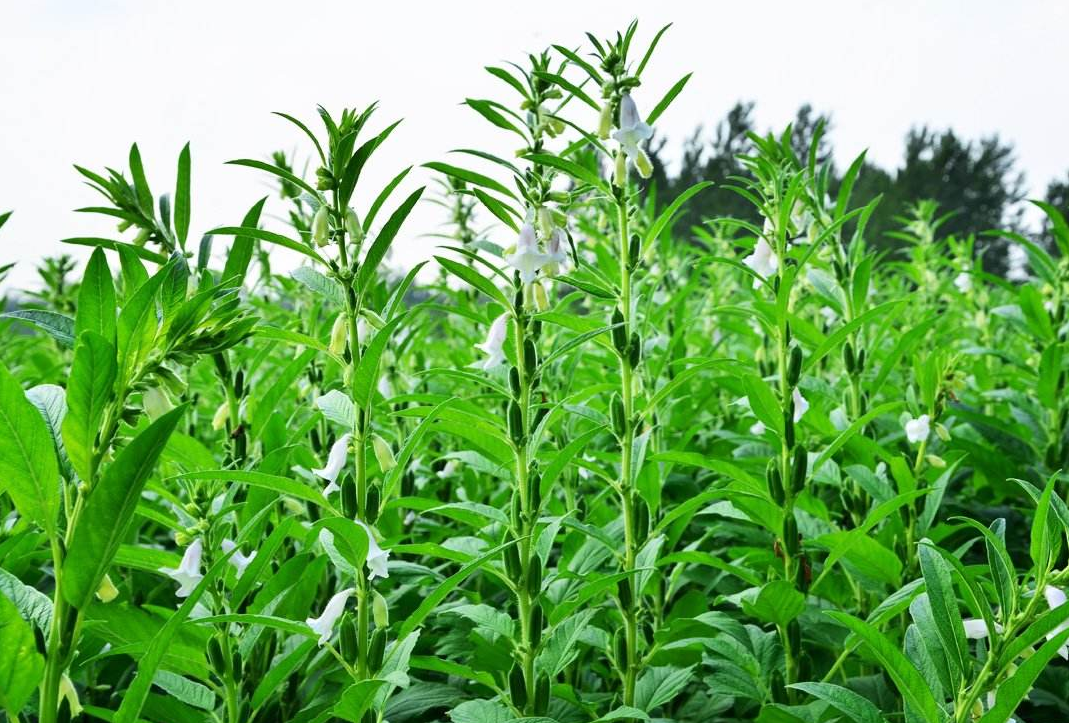 芝麻種植需要什么條件及芝麻種植技術(shù)方法介紹