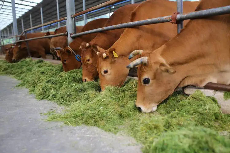 肉牛長途運輸后出現應急反應怎么快速處理