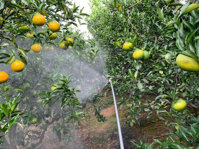 植物葉面噴施尿素的作用和噴灑技巧方法