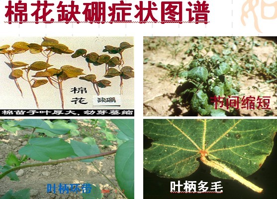 棉花缺硼的癥狀及快速防治解決方法