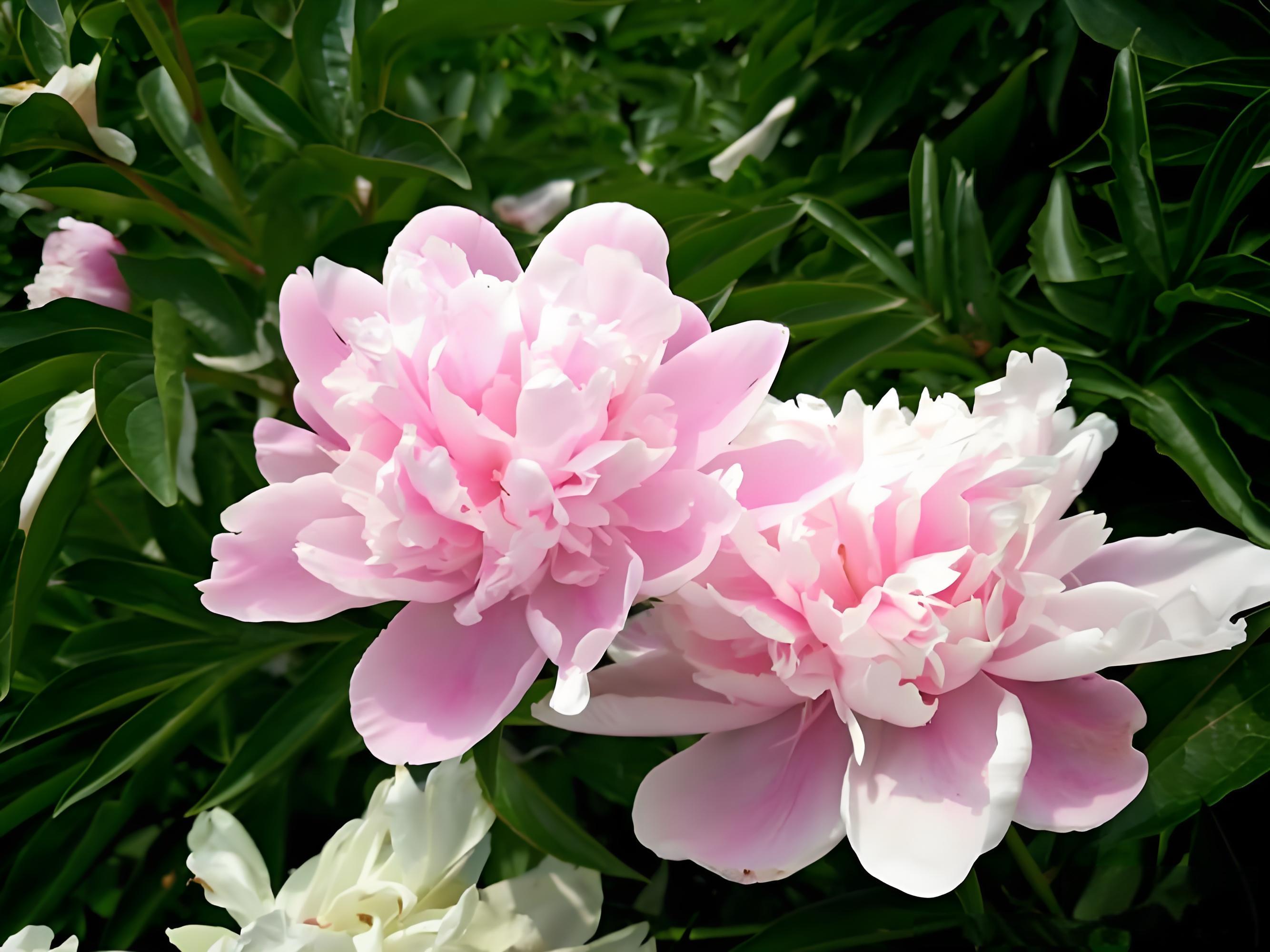 百合花仙客來紫羅蘭薔薇花芙蓉花芍藥花彼岸花菊花荷花桂花櫻花梅花花語是什