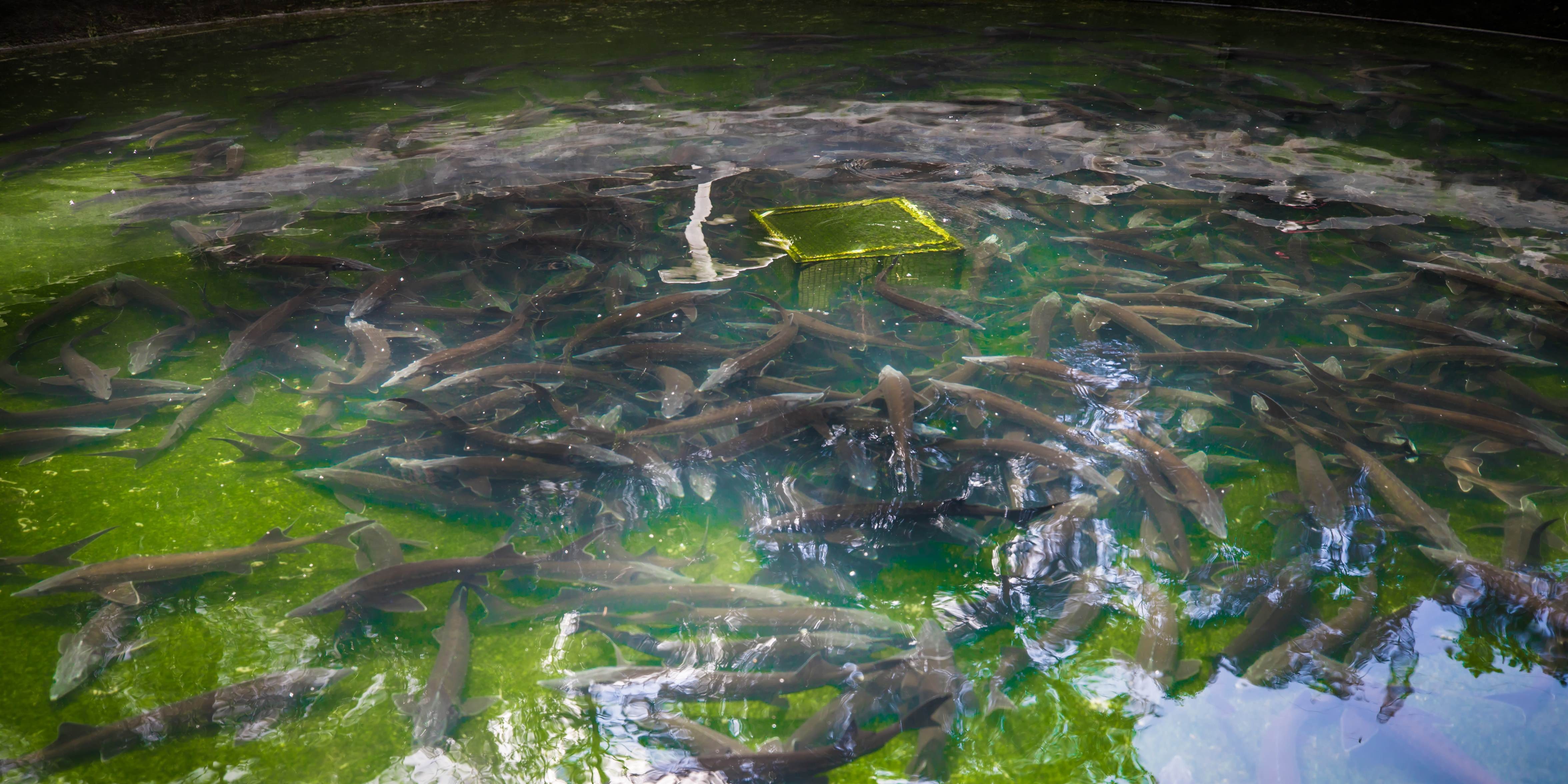 鱘魚養(yǎng)殖全攻略：條件、成本與技術(shù)規(guī)范介紹