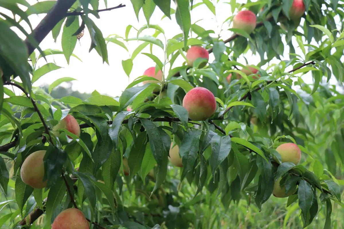 水蜜桃種植秘籍：揭秘最佳種植條件與區域