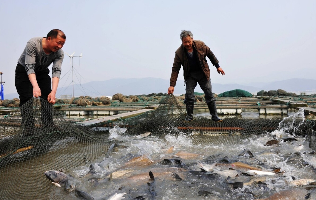 加州鱸魚主要病害及其防控措施，養(yǎng)魚人的必備寶典