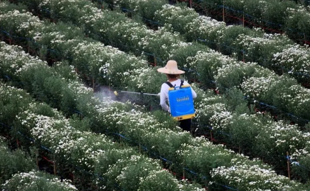 揭秘植物葉片吸收肥料之謎，葉片科學噴肥的藝術