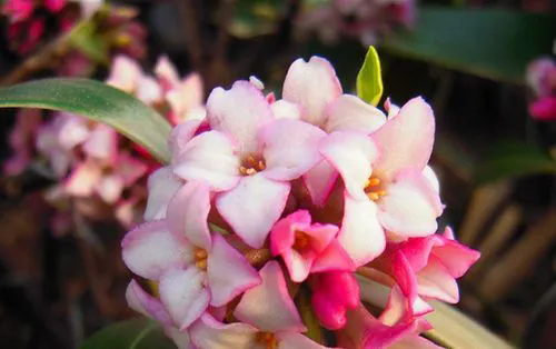 <strong>香草傳奇瑞香，揭秘其植物特征與健康益處！</strong>