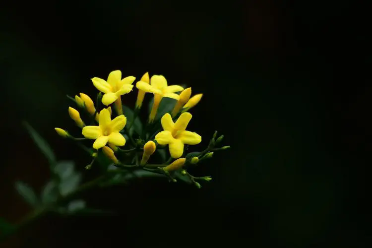 <strong>春日使者探春花與迎春花區(qū)別與養(yǎng)護指南！</strong>