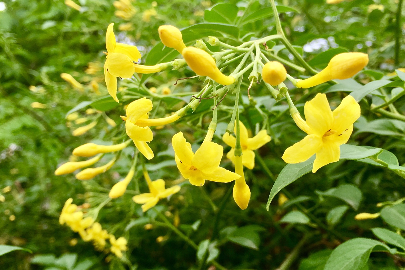 春日使者探春花與迎春花區(qū)別與養(yǎng)護指南！