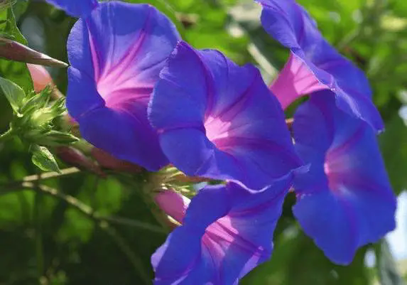 <strong>牽牛花室內養殖記，讓每一朵花都講述家的故事！</strong>