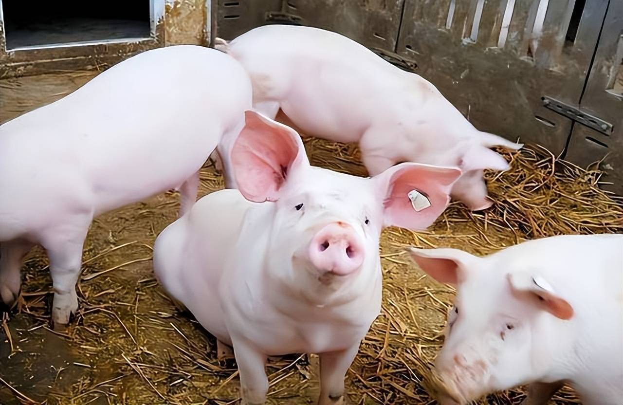 畜牧飼料實(shí)錄：探索育肥飼料喂公豬最佳搭配方案！