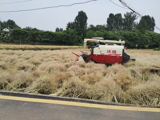 油菜收獲機效率低，是機械故障還是操作不當？