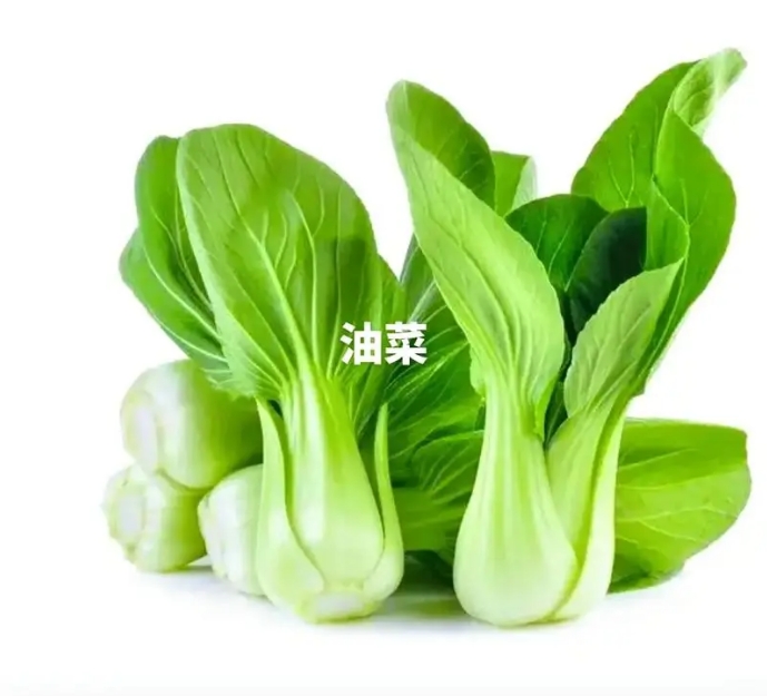 農(nóng)業(yè)地理探索油菜種植，中國南北差異下共同的綠色財富。