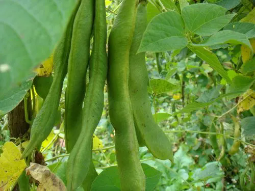 從田野到餐桌的蕓豆，探索蕓豆的多彩世界與健康價值！