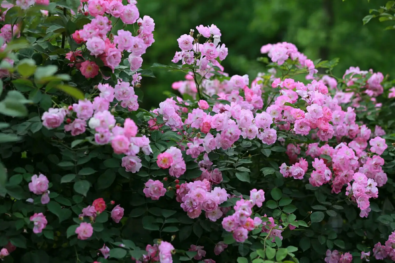 探索薔薇花譜中的絢麗品種