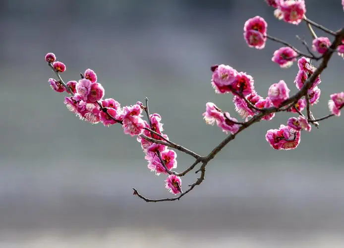 <strong>探尋梅花經典品種，解鎖冬日里的芬芳傳奇（附各品種圖片）</strong>