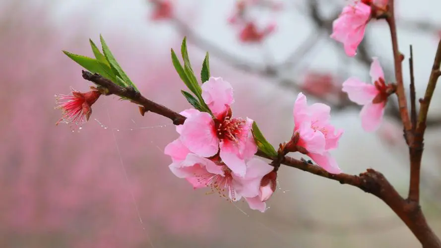 <strong>三月桃花春光，何時何地遇見最美的桃花盛開美景</strong>