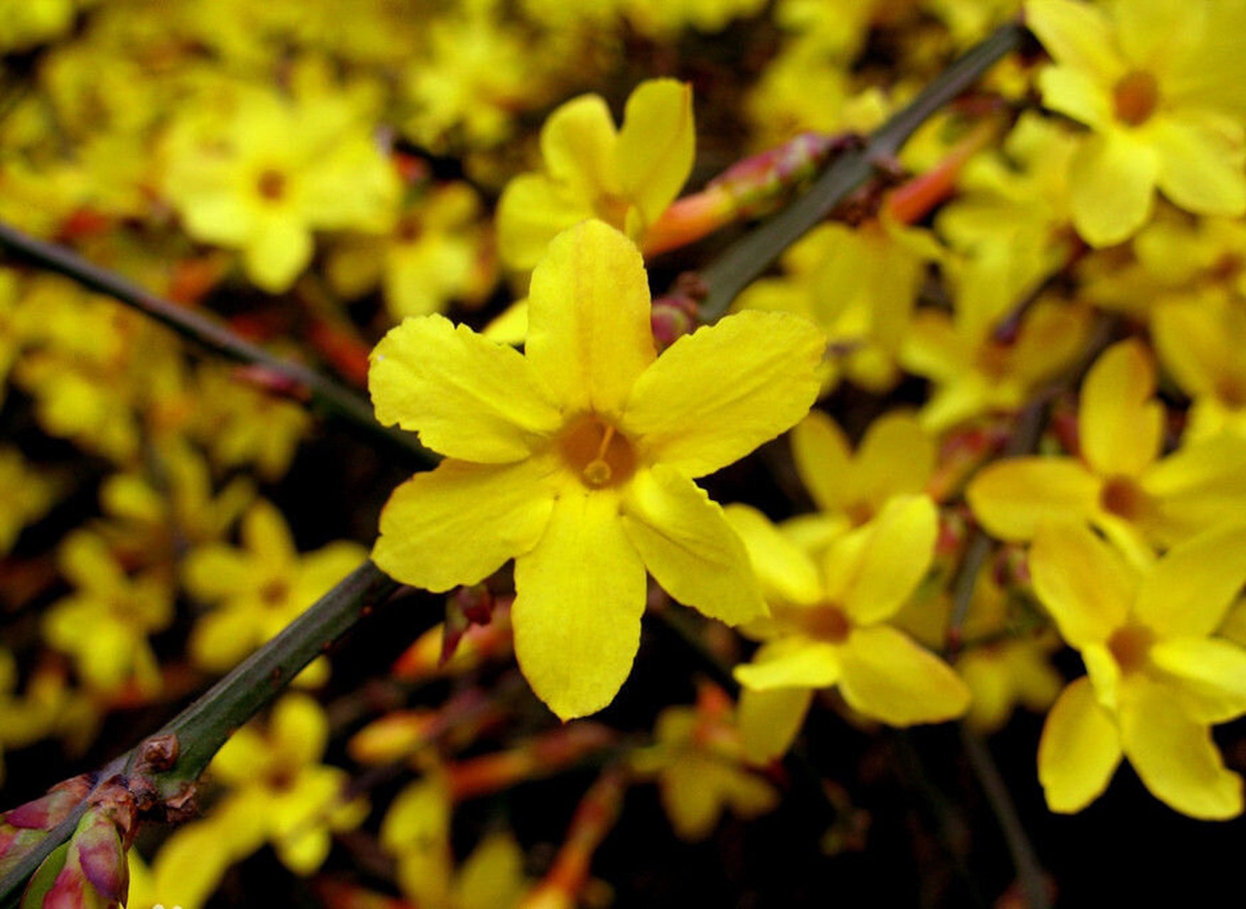 <b>春日迎春花色彩探秘，那一抹溫柔的黃，是春天的使者</b>