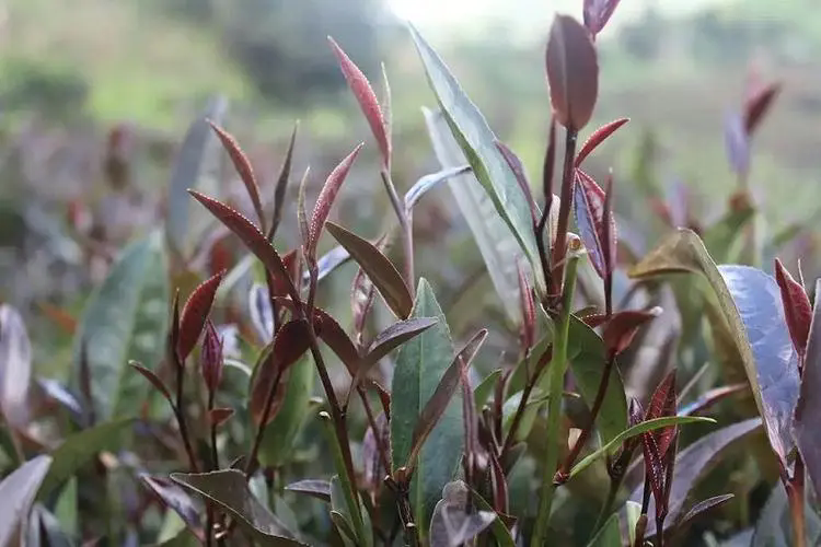 陽臺茶藝，一文掌握適合陽臺種植的茶葉品種與管理技巧！