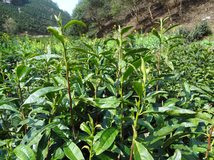 陽臺茶藝，一文掌握適合陽臺種植的茶葉品種與管理技巧！