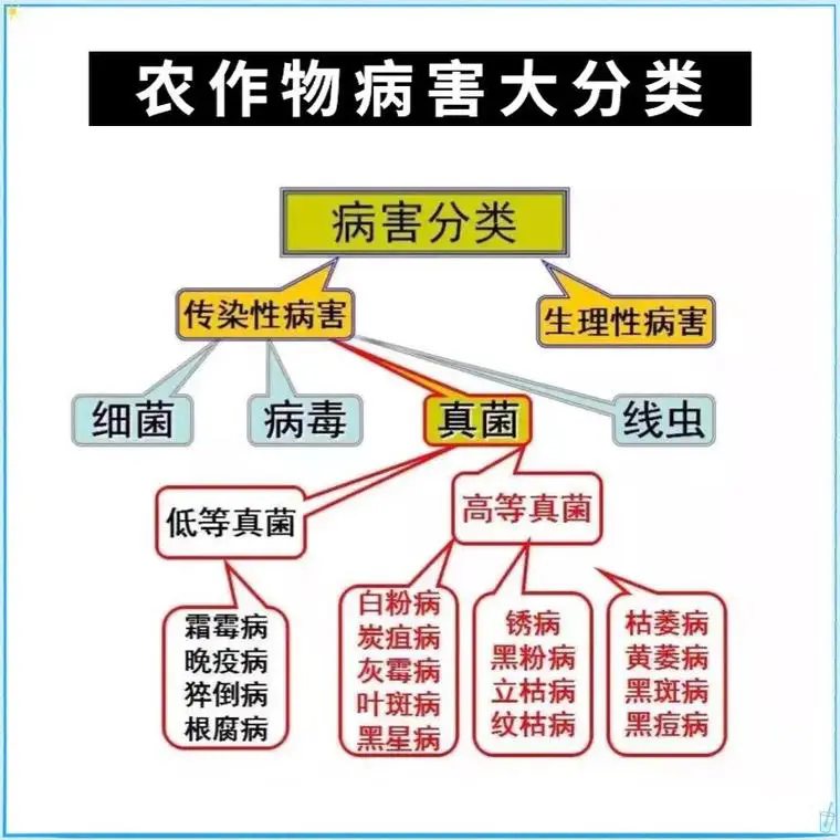 農作物病害防治，科技賦能現代農業的生命線