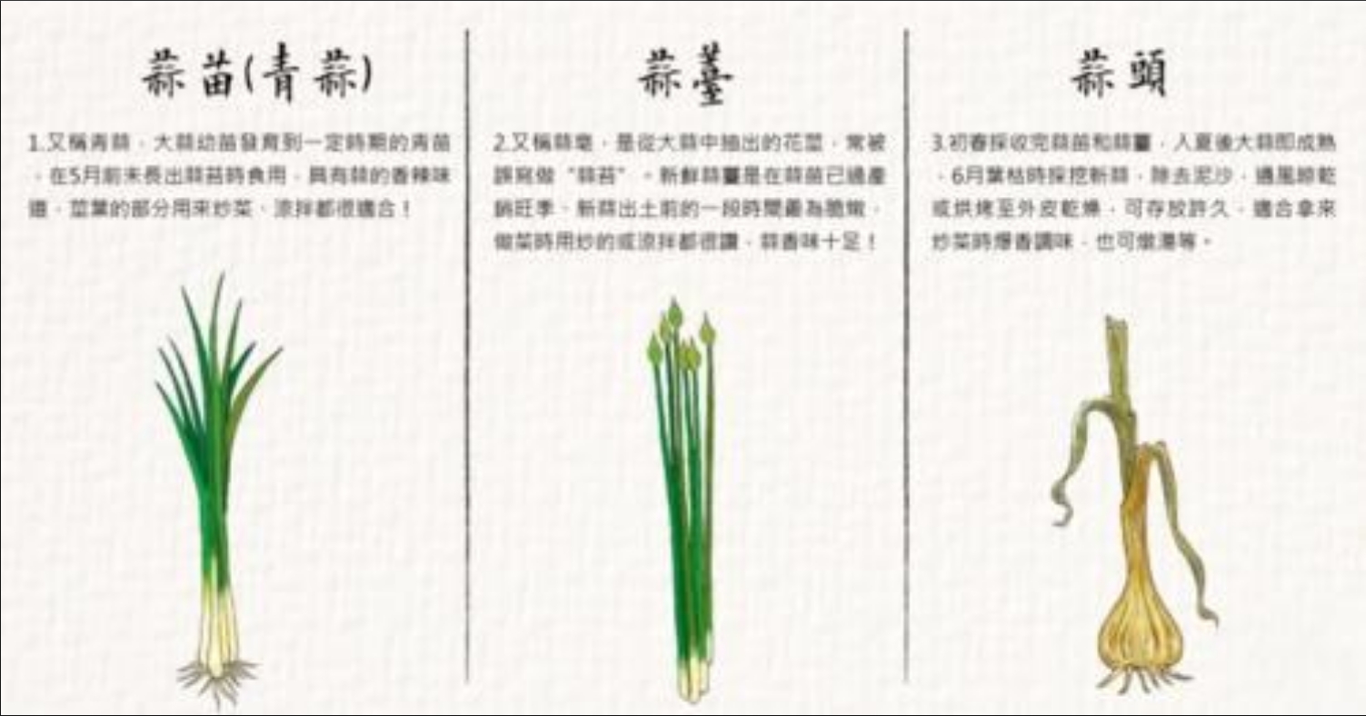 從蒜到苔：蒜苔種植，揭秘陽臺蒜苔成長記