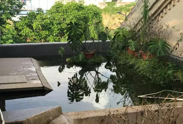 打造石龜養殖生態樂園，手把手教你打造綠色工程