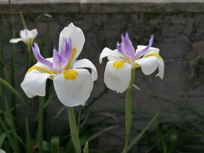 小花鳶尾植物界的小清新：雖非蘭花，卻同樣優(yōu)雅迷人