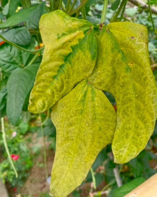 豆角葉子發(fā)黃怎么辦？專業(yè)指南幫你輕松恢復(fù)綠意盎然