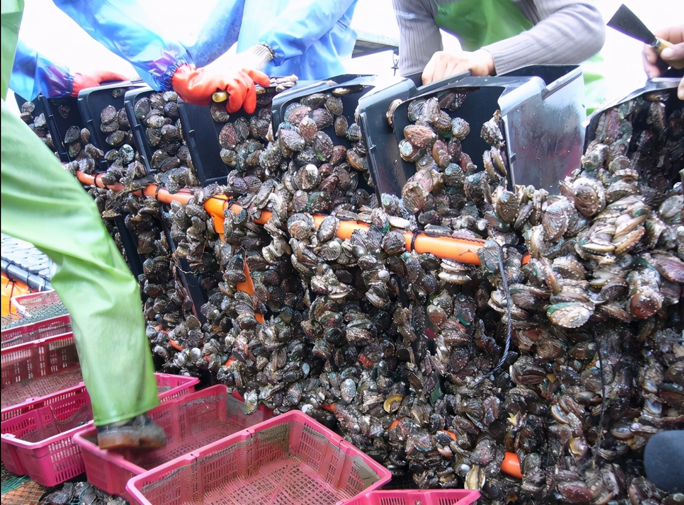 鮑魚養殖條件全解碼：水質、溫度與營養，打造高品質海產品