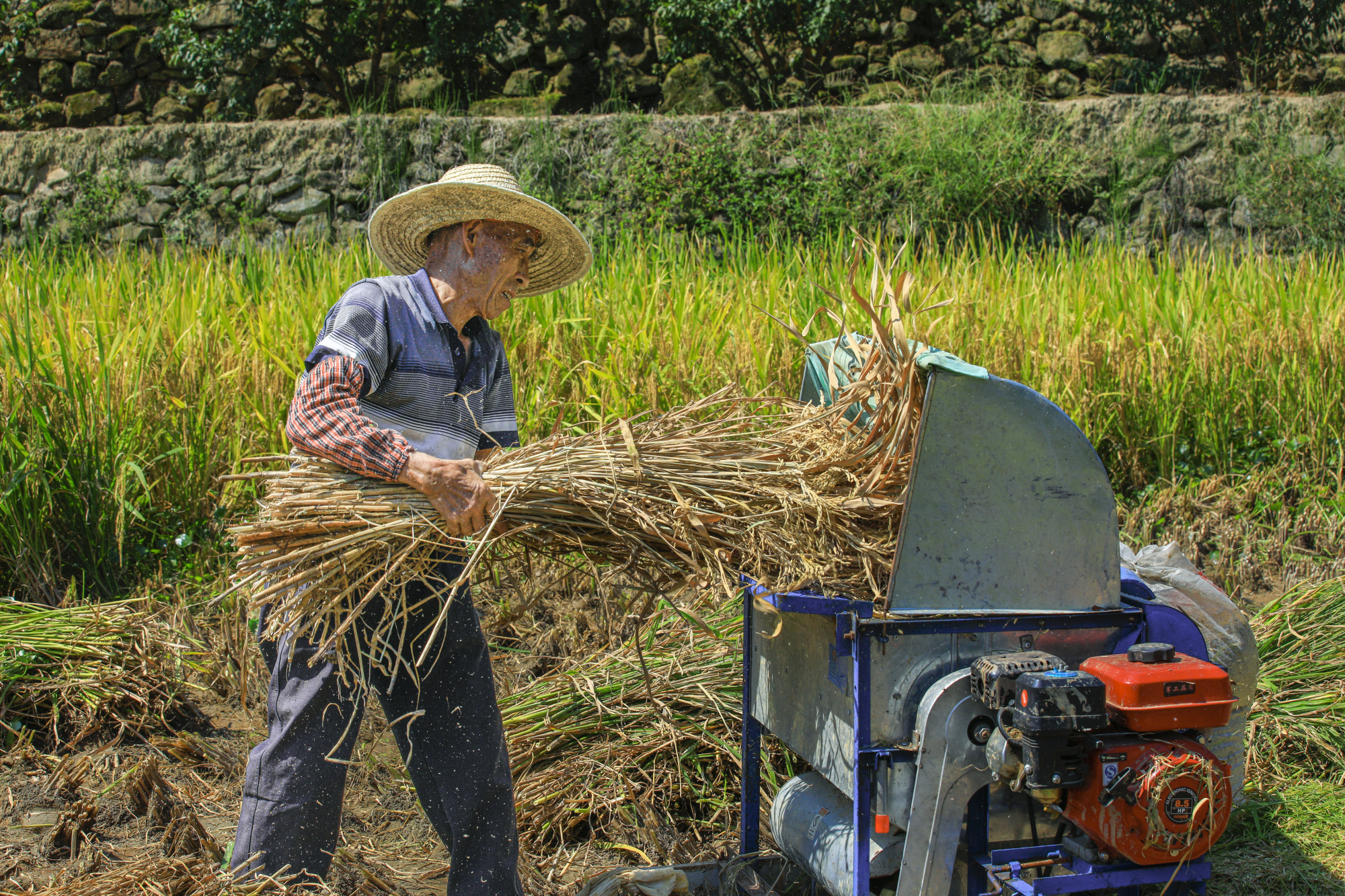 揭秘水稻成熟收割的黃金季節(jié)，如何把握稻香最佳收獲期？