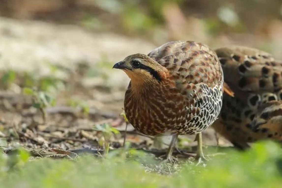 <strong>竹雞：非雞亦非鳥，揭秘竹雞的獨特習性與生態養殖技巧</strong>